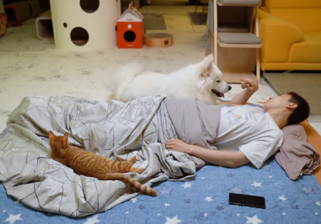 主人陪猫咪狗狗睡一晚,猫狗黏人差异立现:狗狗半夜还讨摸摸!