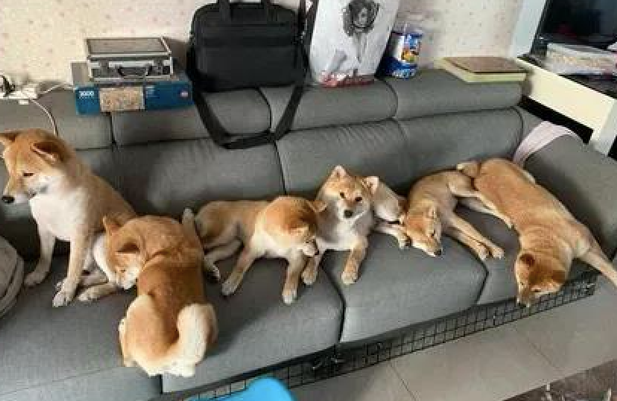 主人家在沙发上睡觉了，几个柴犬统统趴到他的身上，压力很大啊！
