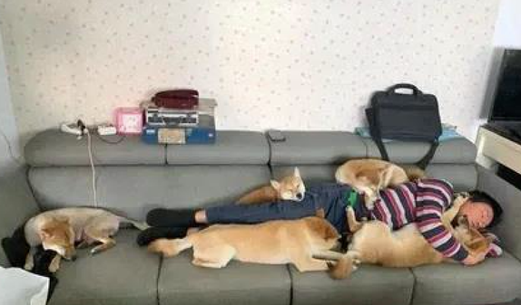 主人家在沙发上睡觉了，几个柴犬统统趴到他的身上，压力很大啊！