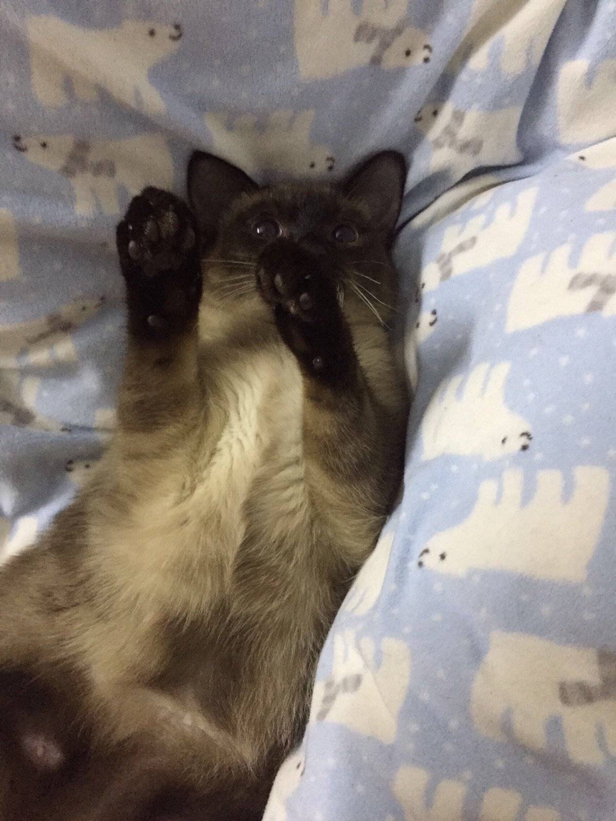 暹罗猫