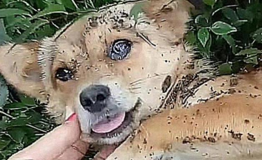 狗狗得知自己要死了，赶紧离家出走，主人找到它后，瞬间泪目