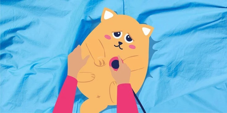 10 种常见的猫科疾病及您需要做的事情