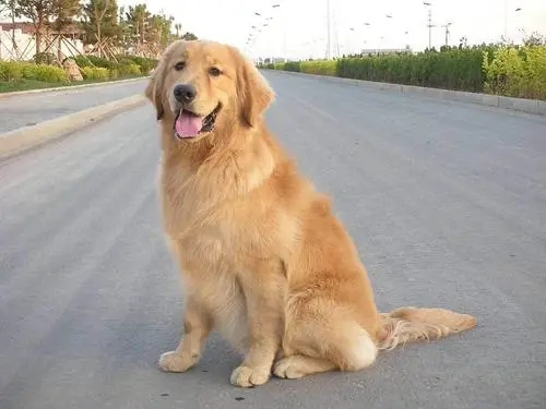 家人趁我外出打工，将我养了一年多的金毛犬，卖给了狗贩子？