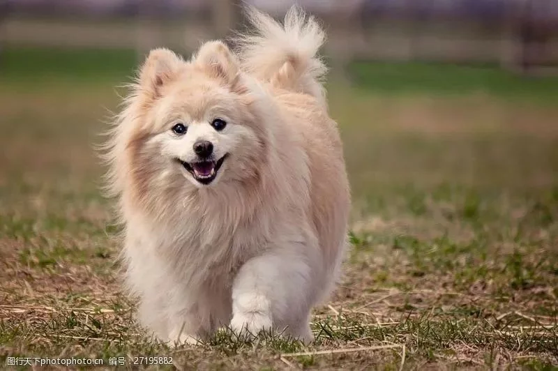 狗狗为什么会打喷嚏?常见原因有五