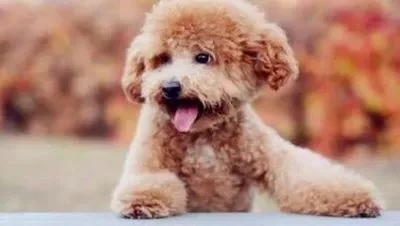 狗狗为什么会打喷嚏?常见原因有五