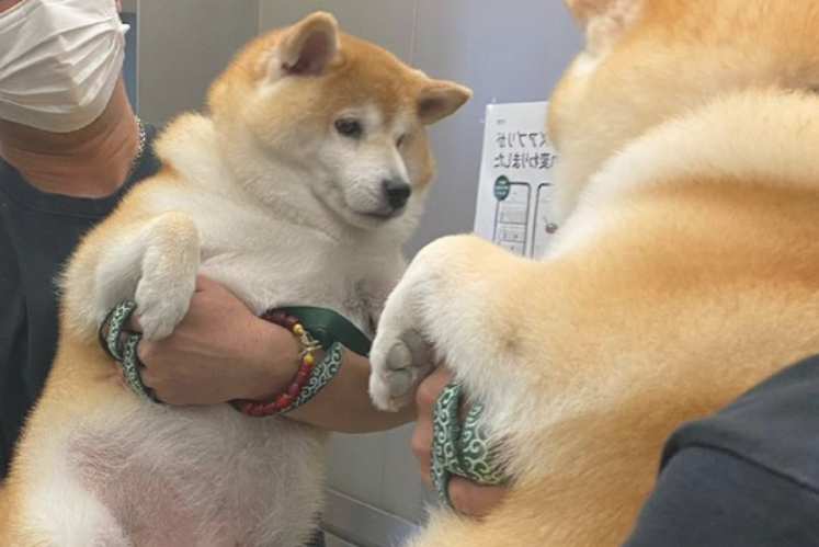 主人家怀着柴犬照镜子，它自身要不来了：只需我不看，我就不胖！