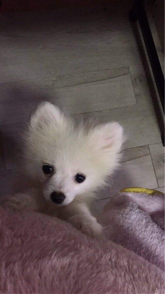 博美宝宝三个月大