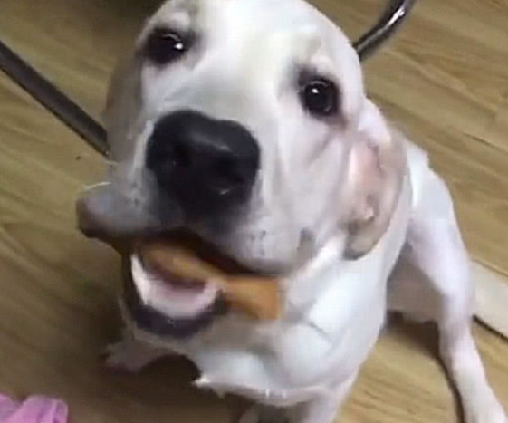 狗狗偷食披萨被抓包，主人一句话，狗狗吓得立刻呕吐出去