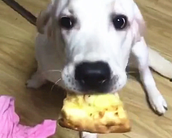 狗狗偷食披萨被抓包，主人一句话，狗狗吓得立刻呕吐出去