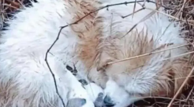流浪田园犬在雨中，被冻得直发抖也不远离去，只为保护怀中孩子
