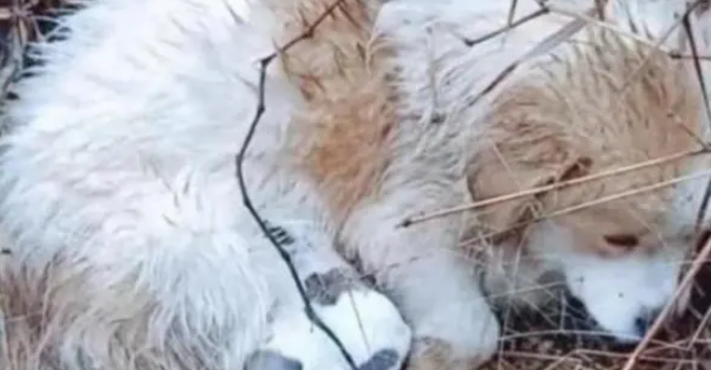 流浪田园犬在雨中，被冻得直发抖也不远离去，只为保护怀中孩子