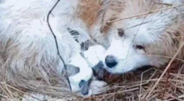 流浪田园犬在雨中，被冻得直发抖也不远离去，只为保护怀中孩子