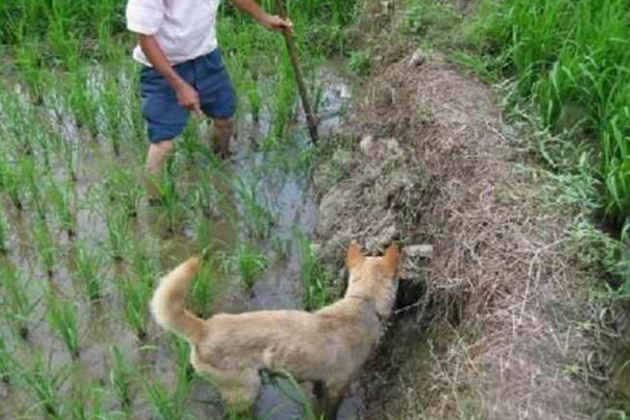 狗狗冲着超级黑洞不断乱叫，铲屎官好奇心走以往查询，猛然花开富贵