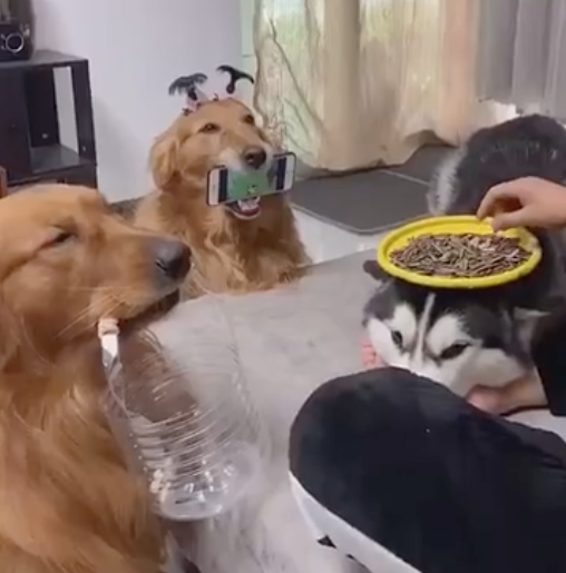 雪橇犬被作为餐桌，金毛当手机架和垃圾箱，养宠物千日用狗一时！