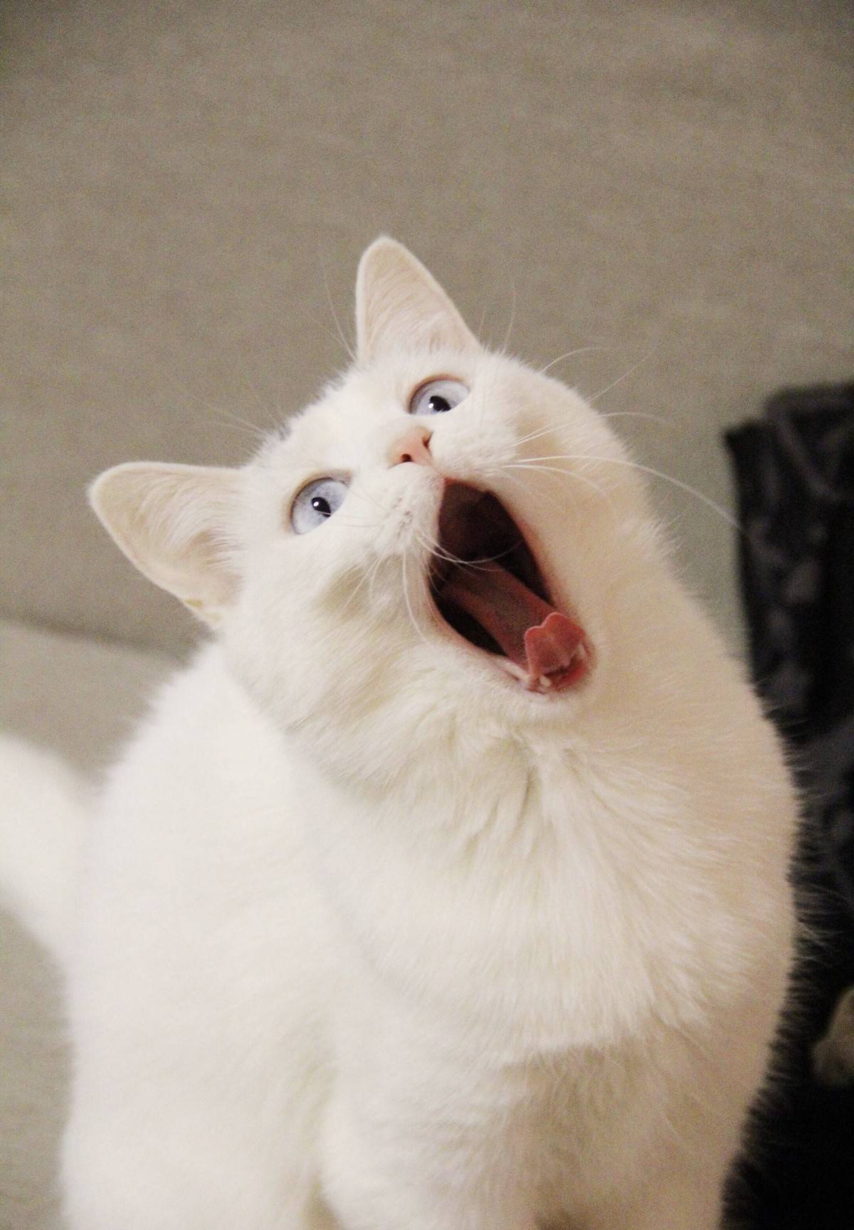 猫咪表情包