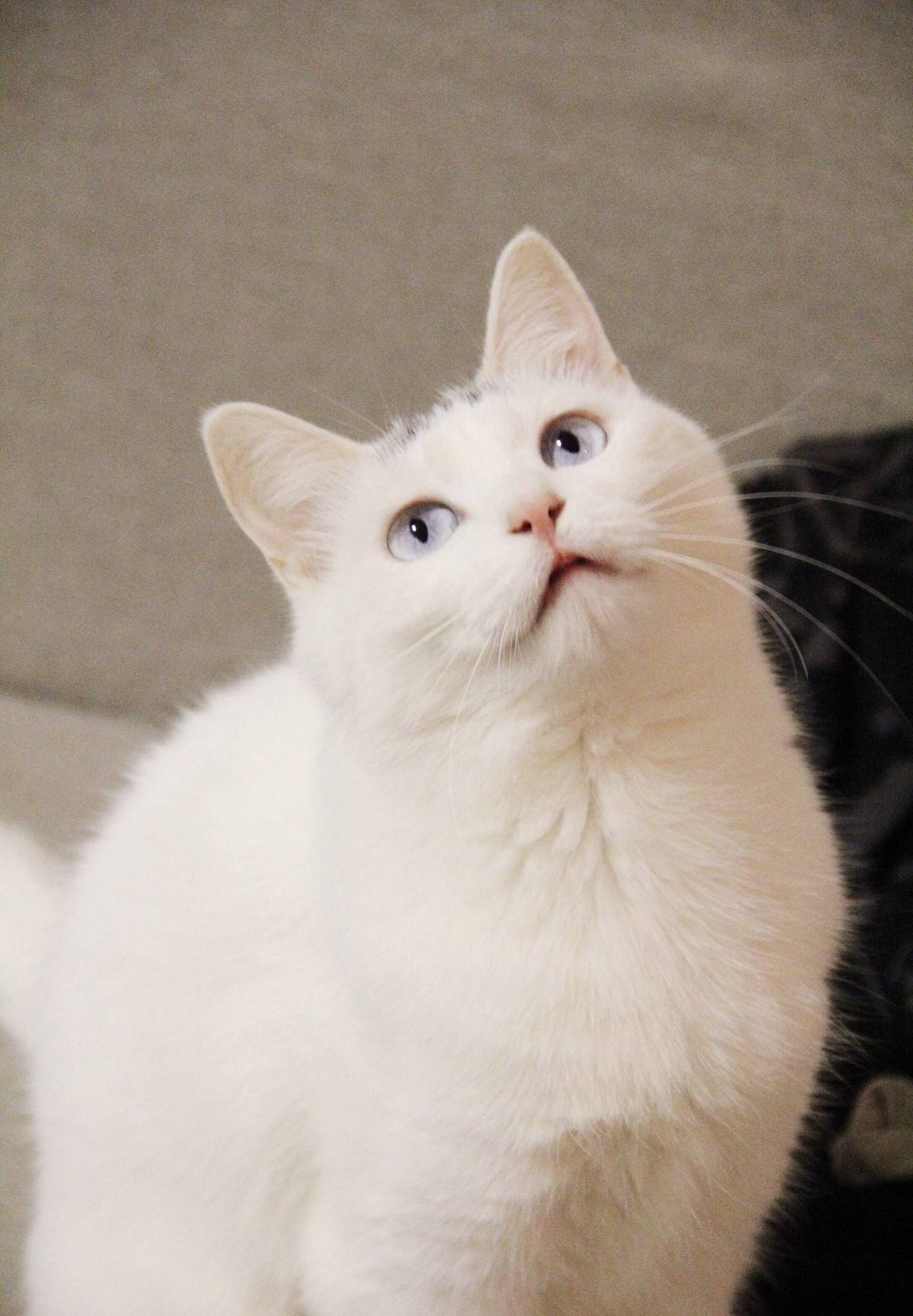 猫咪表情包