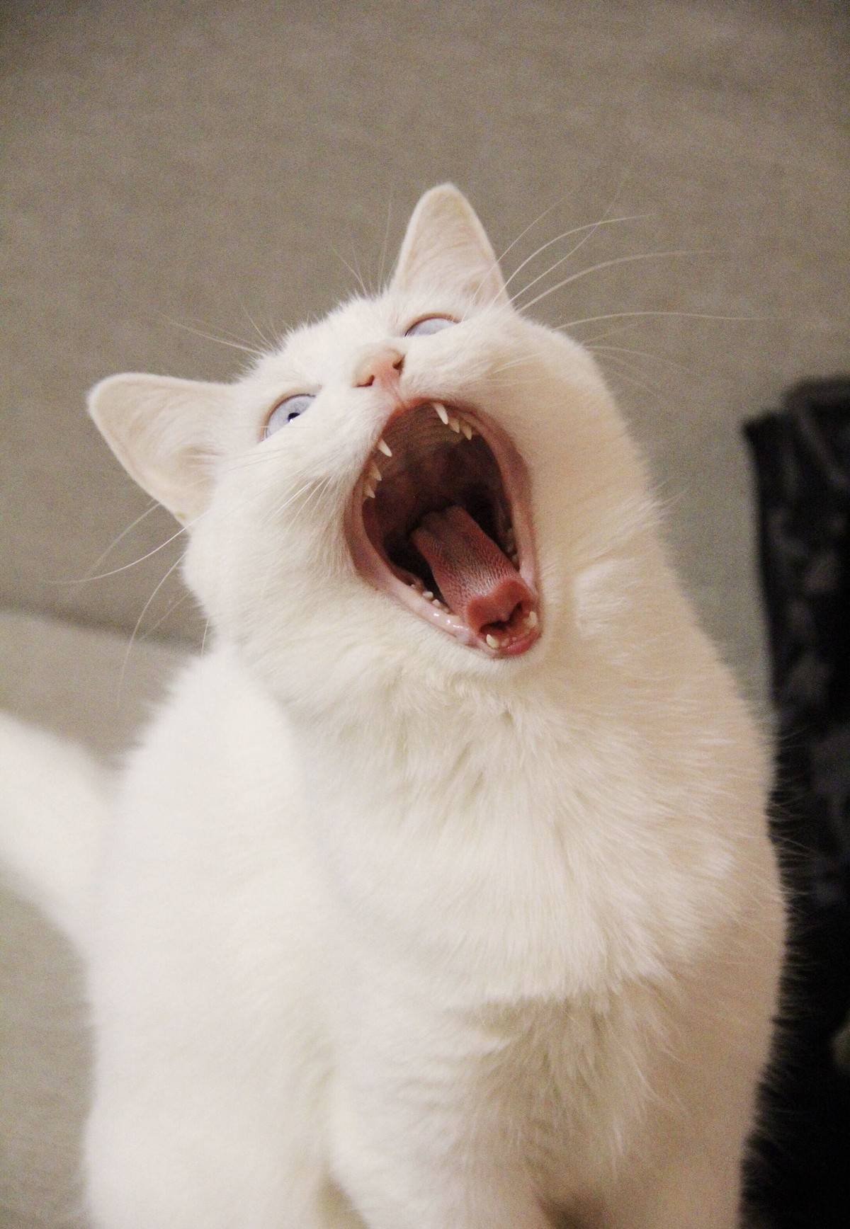 猫咪表情包