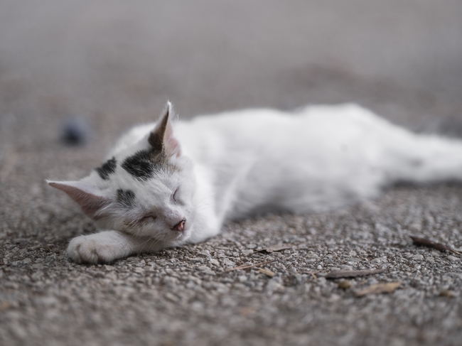 躺在地上闭着眼睛睡觉的小猫图片