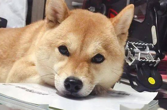 回家等狗狗热情迎接，可结果…