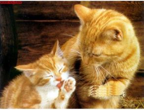 小猫健康被抓伤了要打狂犬疫苗吗，小猫咪抓伤要打针吗