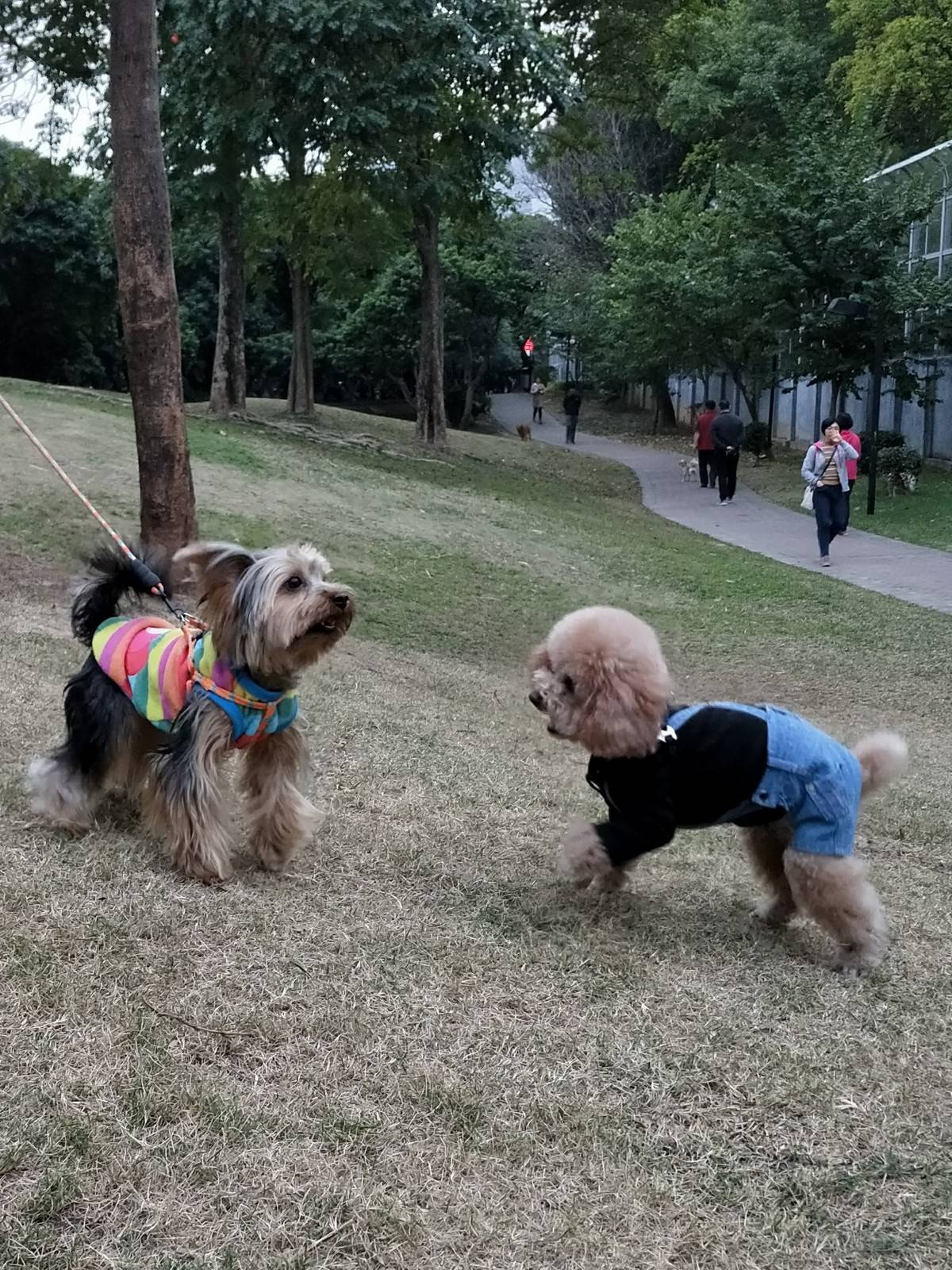 大哥乐乐今天来我们这儿了，都说大哥比我还帅呢,一看就知道大哥现在很幸福