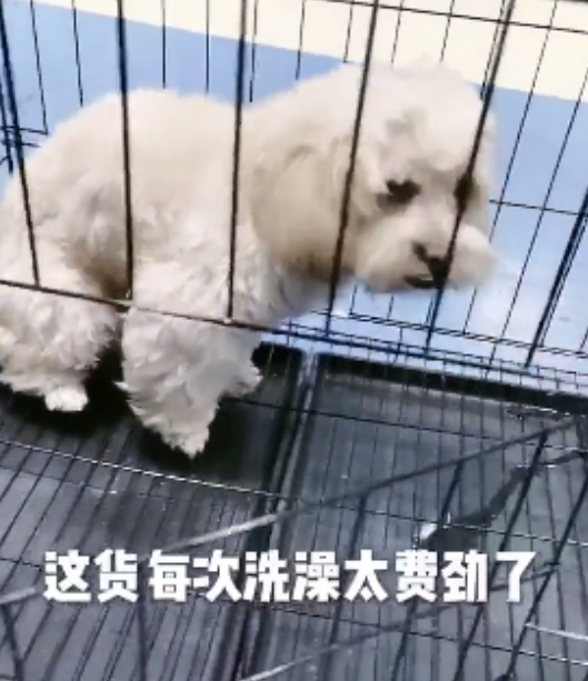 狗子不愿冼澡，主人取出杀手锏，狗子心态一百八十度变化