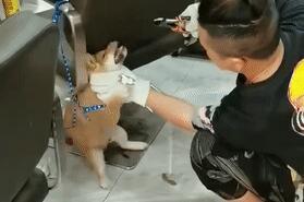 小柴犬被活活拔掉牙齿后，施虐者：我是一个很喜欢狗的人...