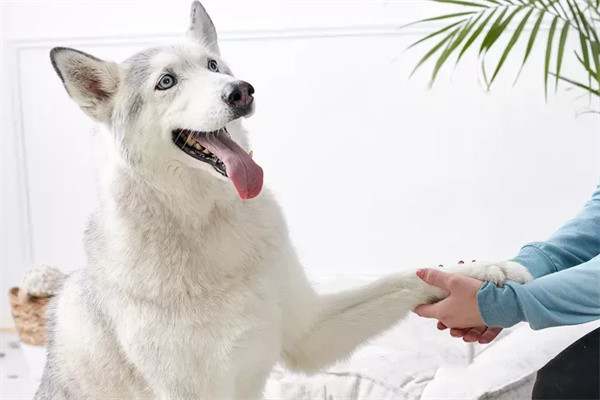 狗狗都可以训练的21个有趣且流行的狗狗技巧