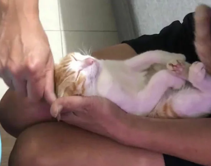 爷爷教儿子给新生儿洗澡，猫咪竟奉献演技，这是什么神操作？