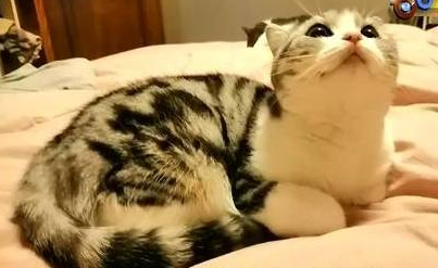 美短洗澡时突然死了，猫主人边看监控边哭