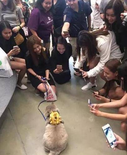 女主带胖猫逛街，遭路人围堵拍照，回家洗澡后笑喷：汤姆猫再世