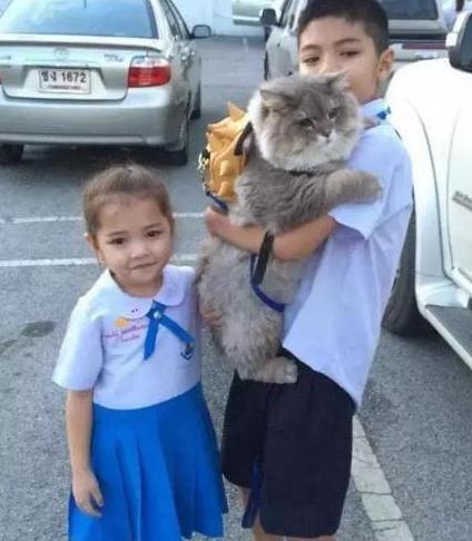 女主带胖猫逛街，遭路人围堵拍照，回家洗澡后笑喷：汤姆猫再世