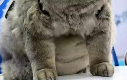 女主带胖猫逛街，遭路人围堵拍照，回家洗澡后笑喷：汤姆猫再世