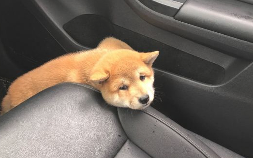 网友带柴犬出去玩，下车发觉不见了，当见到它的样子笑了