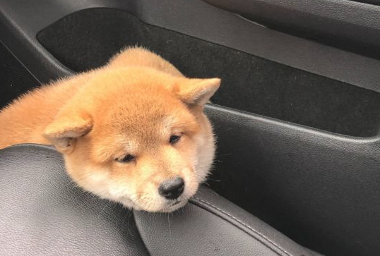 网友带柴犬出去玩，下车发觉不见了，当见到它的样子笑了