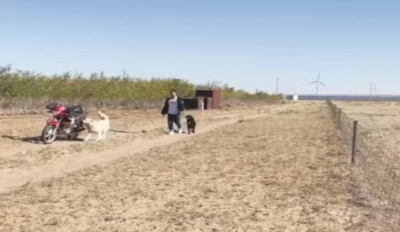 狗狗每日坐摩托车陪主人放羊，好通人性的狗狗