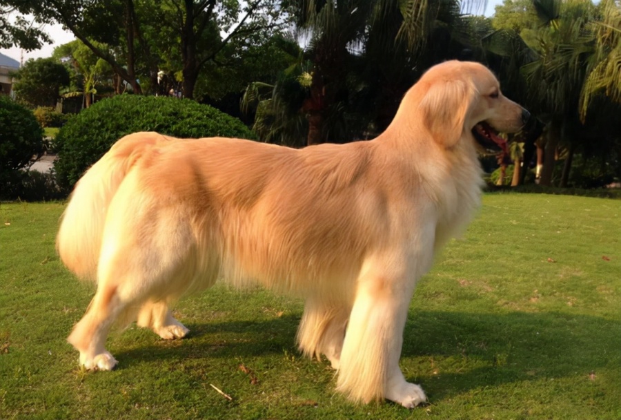 “肢解金毛犬、宠物狗被杀”等事件频频发生，动物保护法立法迫在眉睫