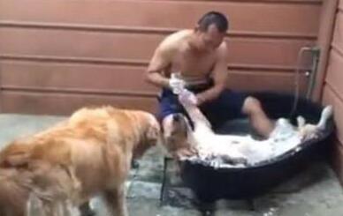男人给金毛洗澡时，另一只在旁边看见，主人见到金毛的神情笑了