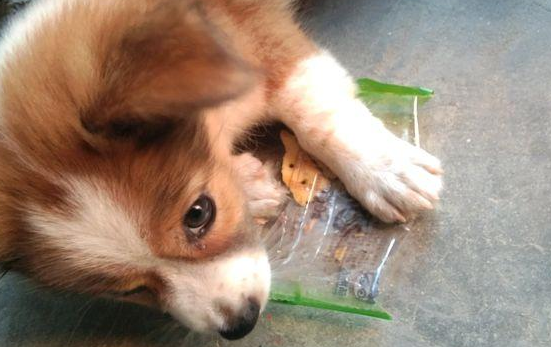 流浪小奶狗饿坏了直舔包装袋子，女生掏出零食后，小家伙立刻凑回来