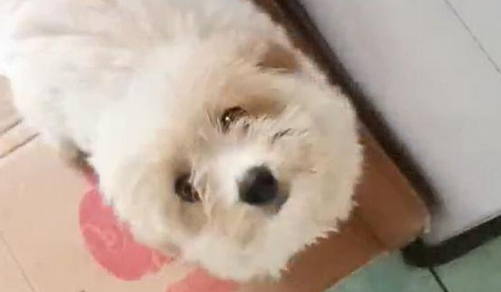 流浪狗一副粘人的样子，见到它恋恋不舍的目光，女生这下优柔寡断了