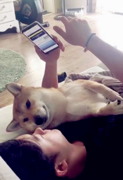 男主人看手机时，一不小心砸中怀里的柴犬，狗：确认过眼神是懂你的人！