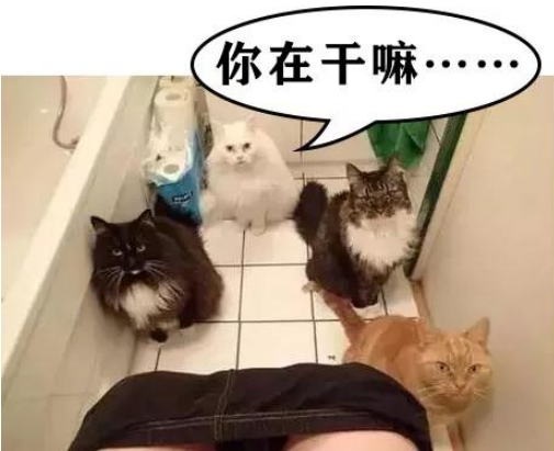 家里猫主子居然是个LSP，连洗澡、上厕所都要跟着！