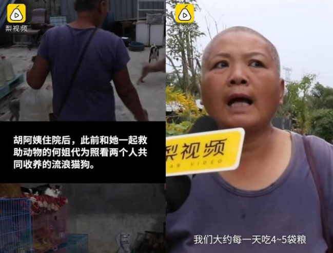 流浪猫狗救助者不堪网络质疑服药自杀，邻居：她救助猫狗好多年