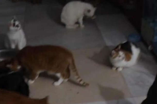 流浪猫狗救助者不堪网络质疑服药自杀，邻居：她救助猫狗好多年