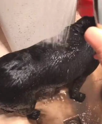 主人给黑狗洗澡，当水打湿狗狗全身上下，流出去的水使他奔溃！