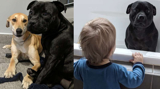 比特犬每天晚上固定不动消退！邻居却传来小狗浴照，主人家愣住：它超恨洗澡