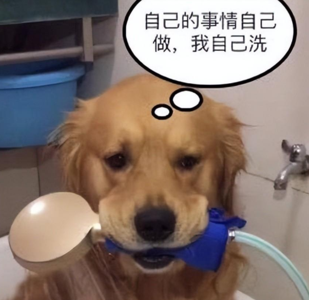 金毛给自己放水洗澡，洗到一半意外发生了，铲屎官笑得直跺脚
