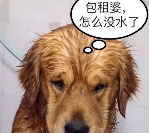 金毛给自己放水洗澡，洗到一半意外发生了，铲屎官笑得直跺脚