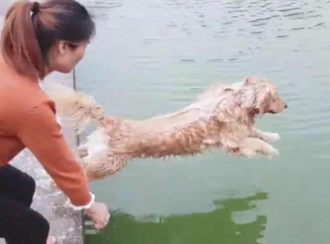 主人家狗狗洗澡，方法简单直接，扔渗水清理整洁