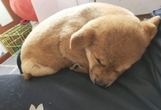 柴犬趴在地上入睡，忽然被抱去洗澡，洗好在主人怀中又睡了